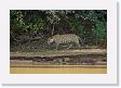 08-026 * Male half of a jaguar couple on the Rio Cuiaba * Male half of a jaguar couple on the Rio Cuiaba